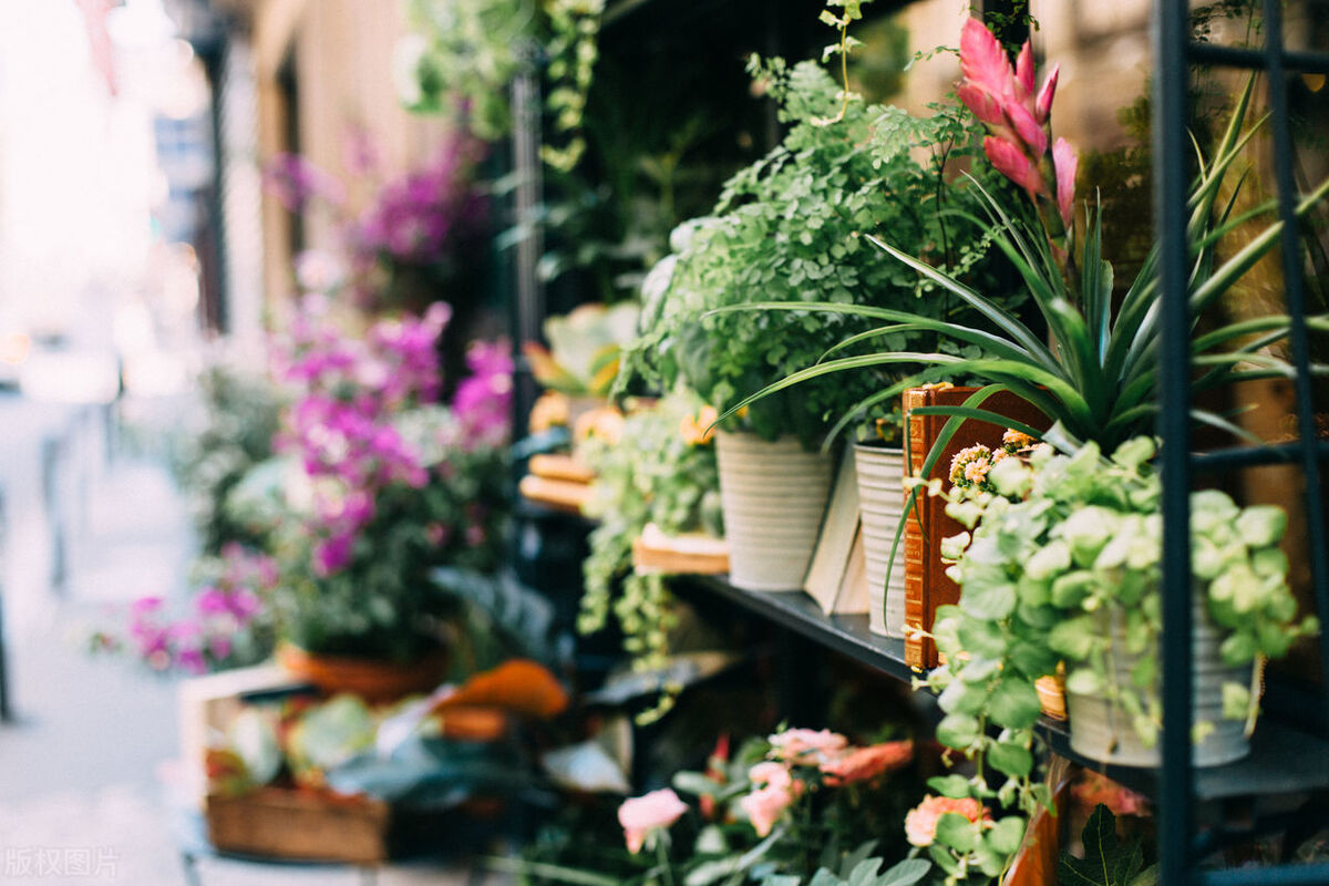 刚买回来的植物怎么缓苗,植物移栽快速缓苗的方法