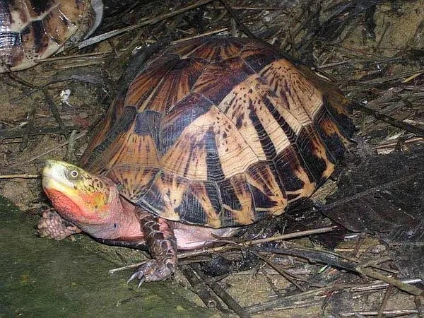 黄缘盒龟的人工饲养方法,黄额盒龟几级保护动物