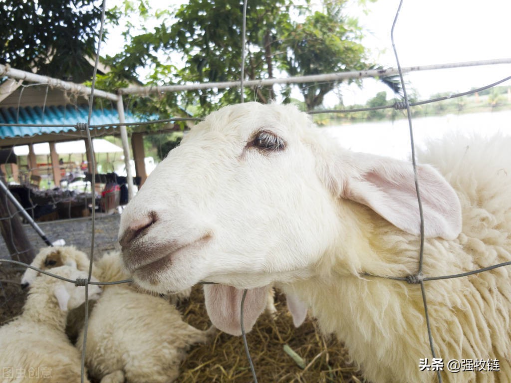 羊偷吃玉米多了怎么治疗,羊偷吃饲料胀气