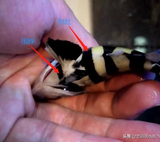 购买纯正泰虎鱼需要注意什么,为什么喜欢养虎鱼