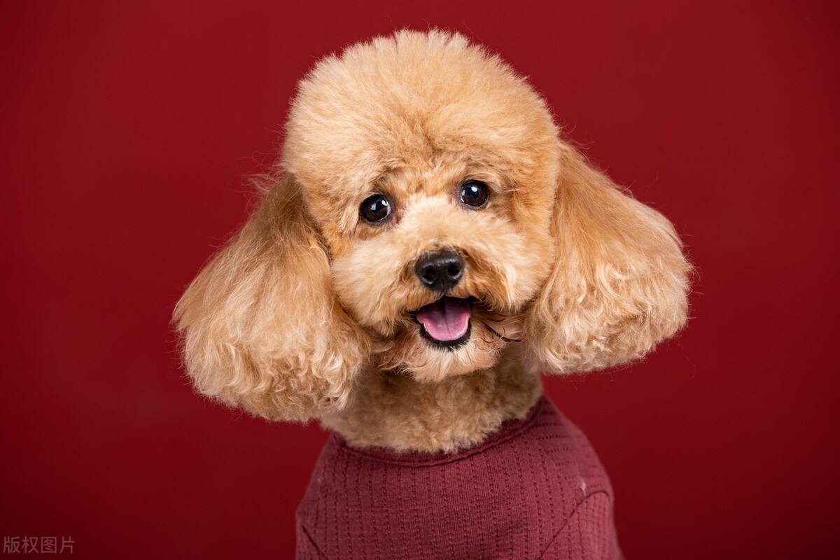 狗狗得了癫痫怎么在家及时治疗,狗狗癫痫吃什么药可以治疗