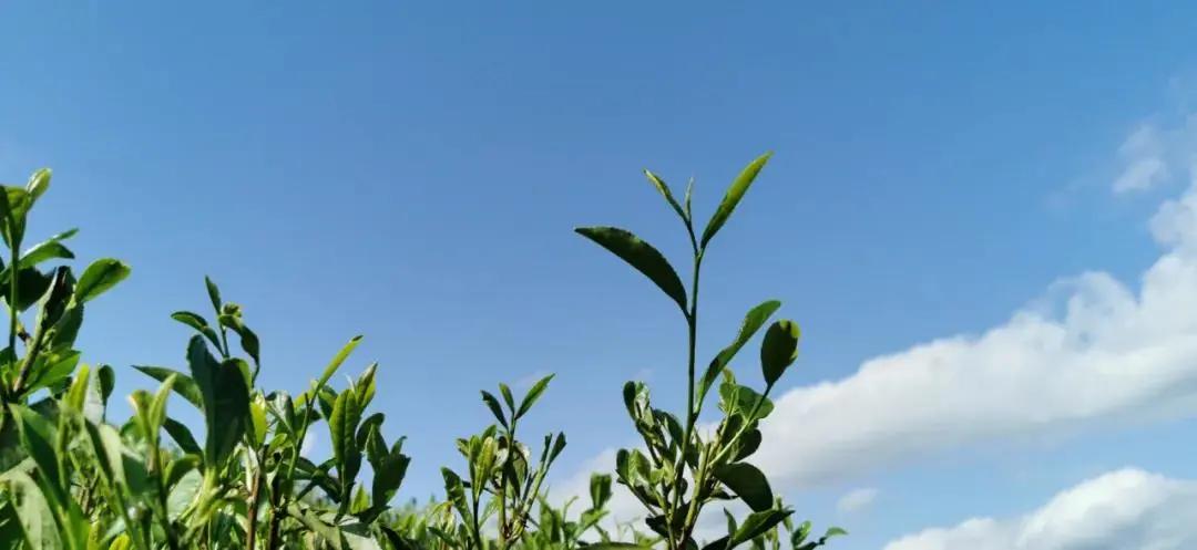 春节囤年货这几样不能错过,钱包又快捂不住了