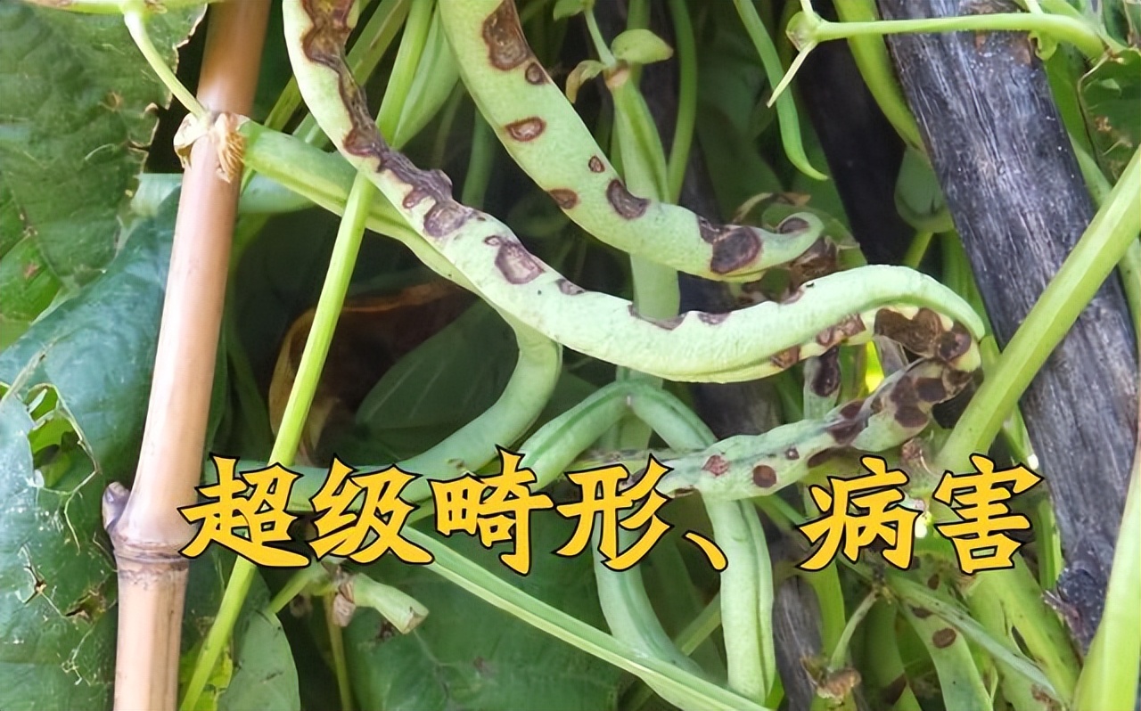 大棚芸豆栽上以后卷叶是什么原因,豆角芸豆怎样种植结果多