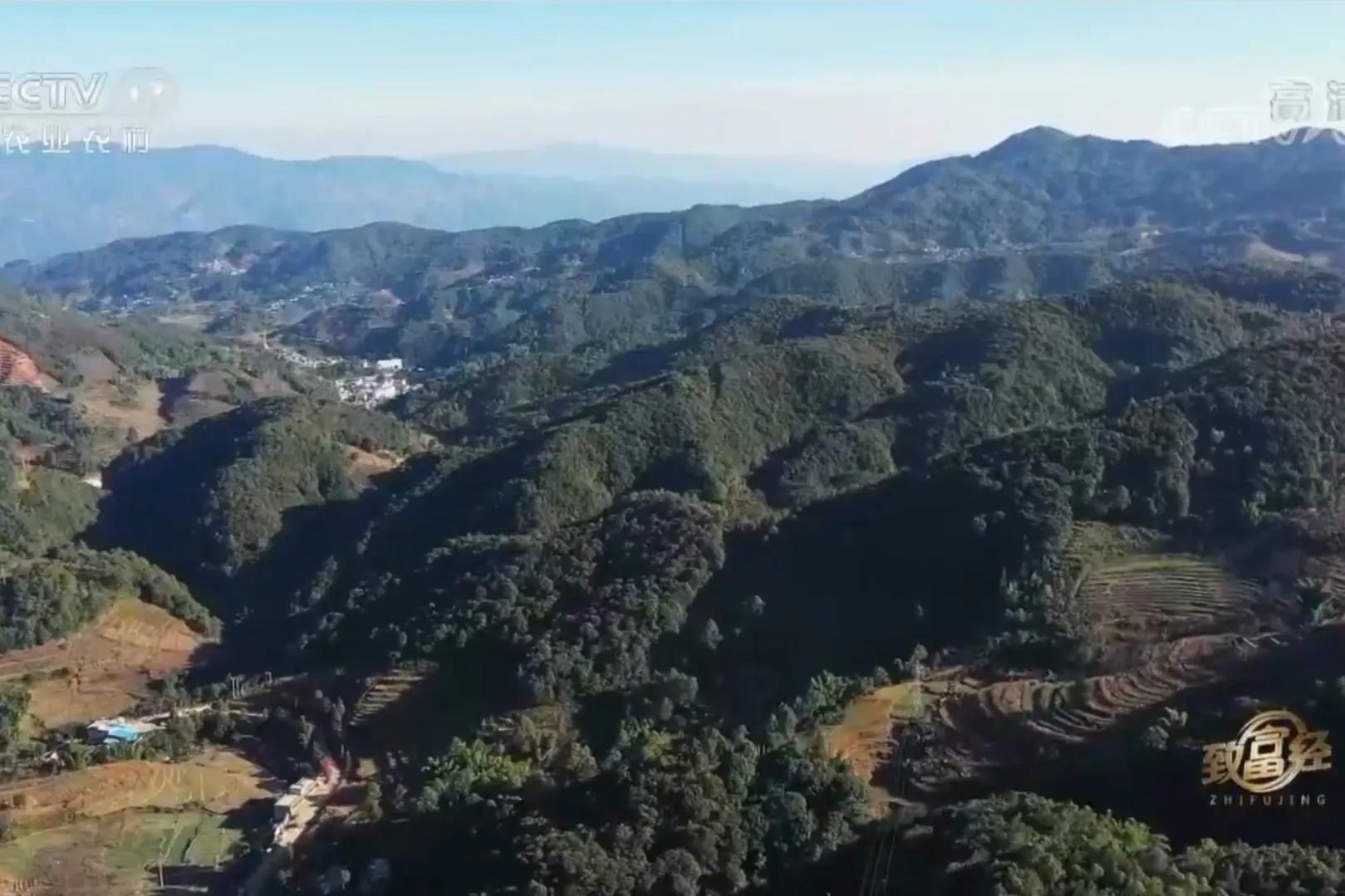 男子承包900亩荒山创业,小伙承包500亩地种特产如今暴富