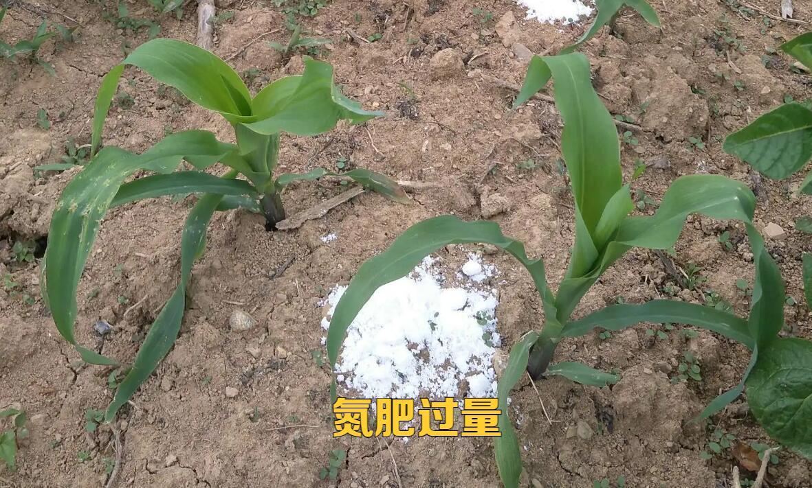 土传病害土壤如何处理,土传病害防不胜防如何彻底解决