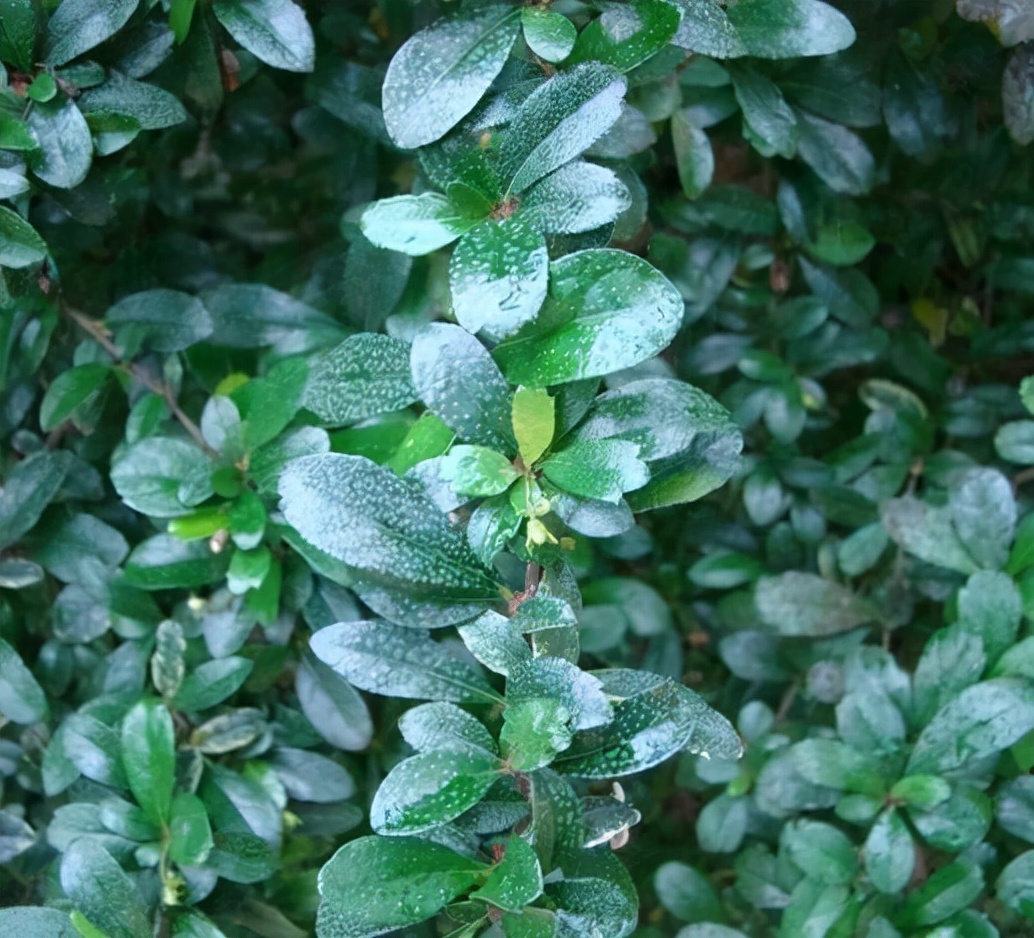白花红果艳如脂——基及树