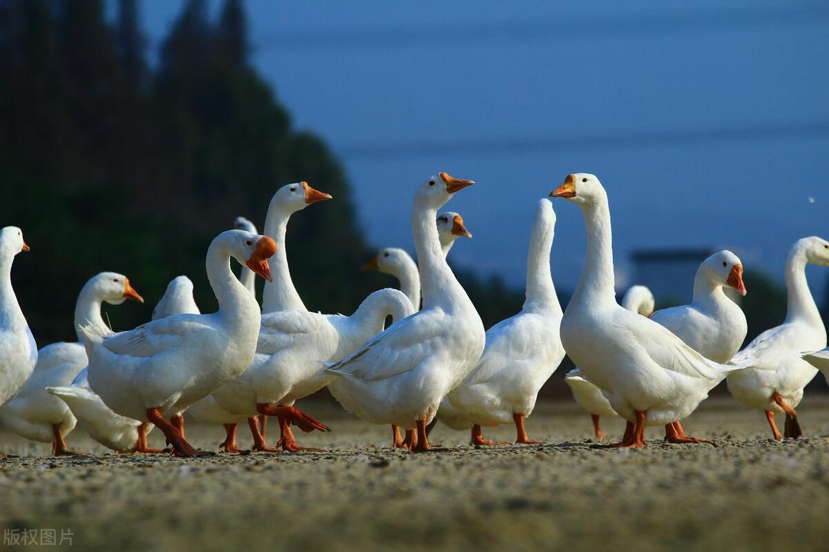 售卖家禽需要办理什么证件,养殖场鸡鸭出售时需要哪些检疫