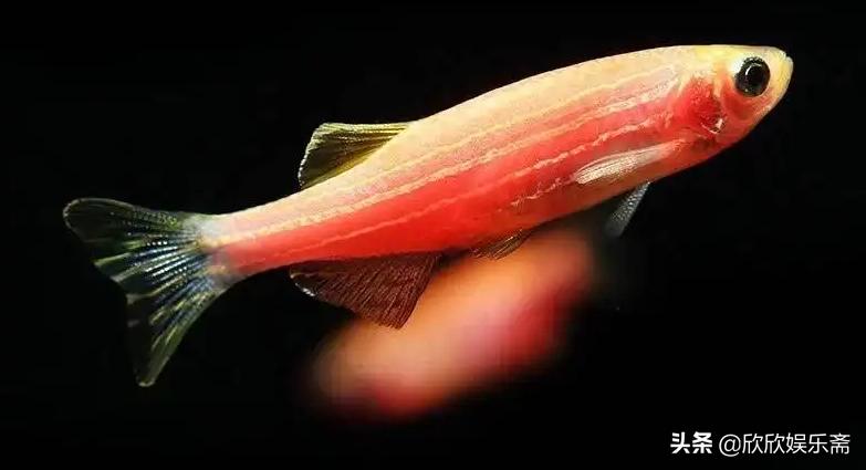 鱼缸硝化过滤细菌多久需要换,鱼缸加入硝化细菌要一直开过滤吗