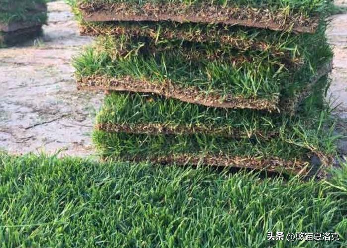 世界杯草坪是选用哪里的,欧洲杯足球场草坪怎么种出来的