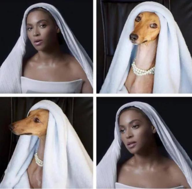 一只流浪狗被收留后成功的逆袭了,一只被遗弃狗狗的逆袭之路