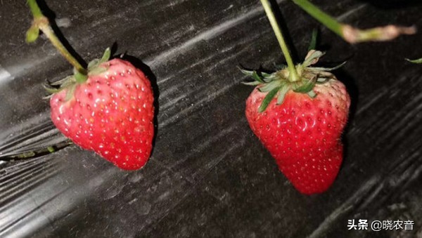 草莓是什么时候丰收的,草莓是高产的水果吗