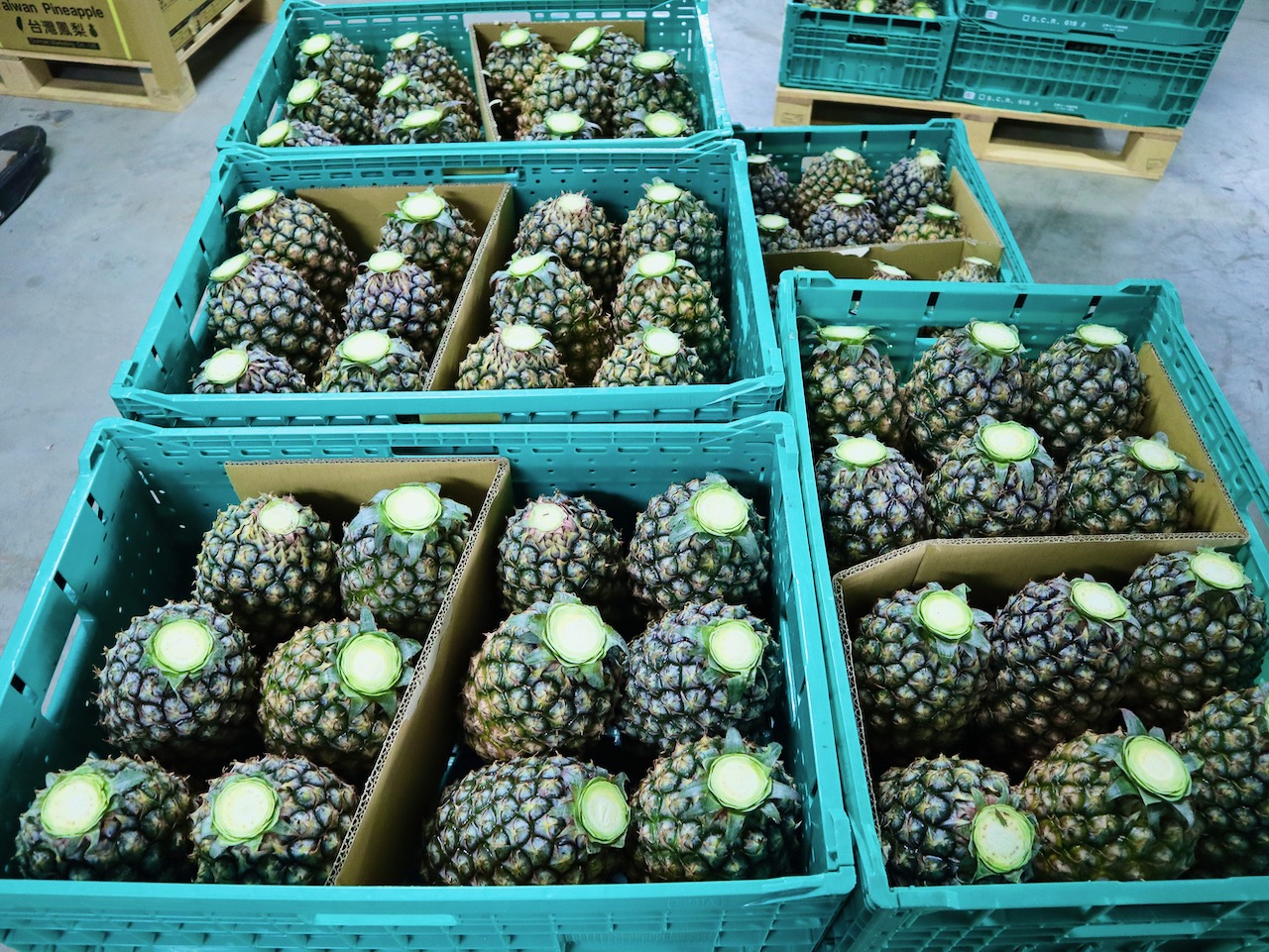 台湾菠萝滞销台湾人民的反应,台湾菠萝会涨价吗