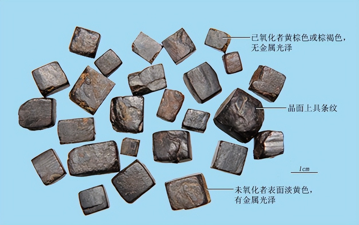 教你识别铜,带你识别植物