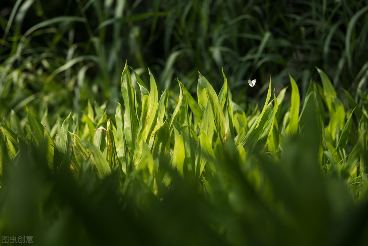 长得比较奇葩的植物,植物界奇葩的几种植物