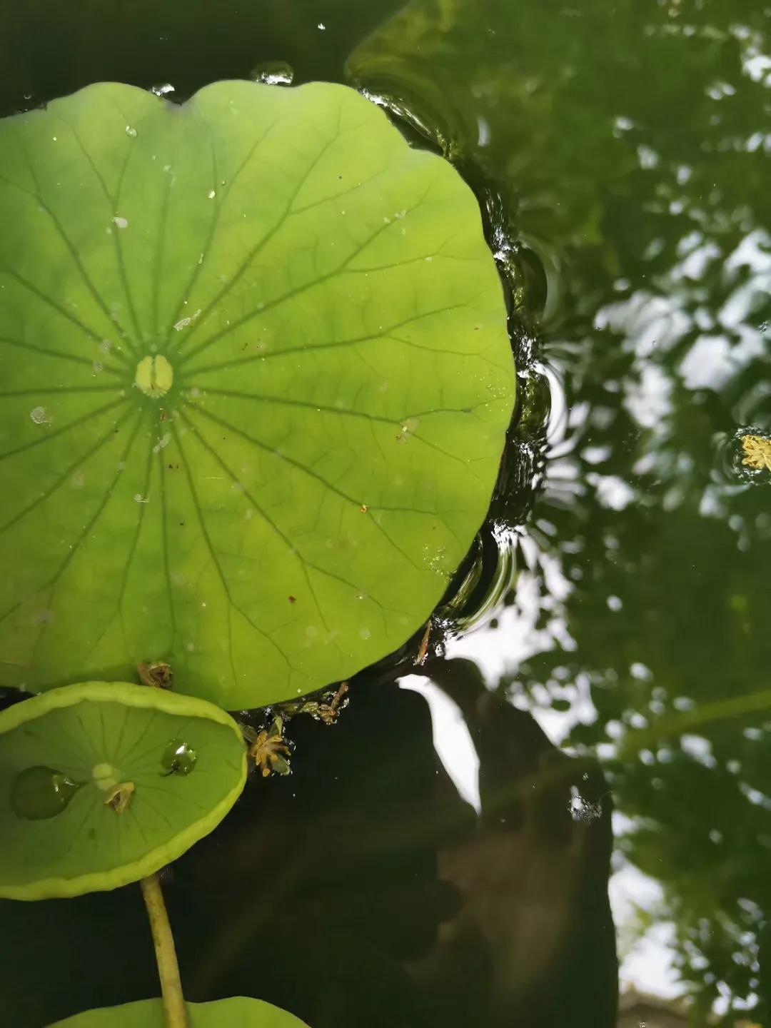 母亲厨房里的白纱布