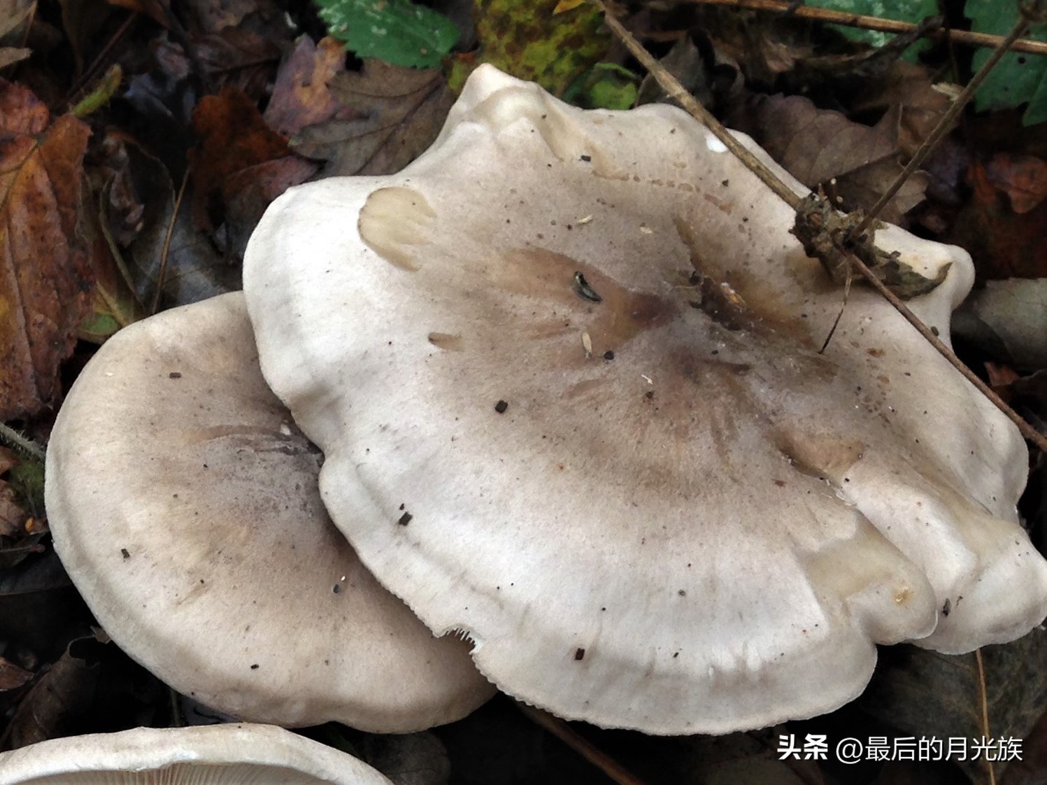 教你认识一下蘑菇,8种口味蘑菇