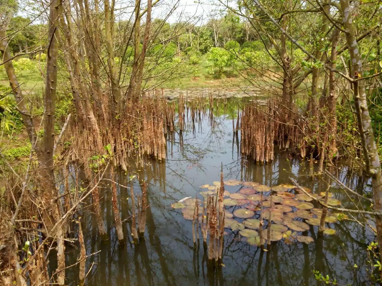 海口观澜湖一日游游记,海口自驾云南游记