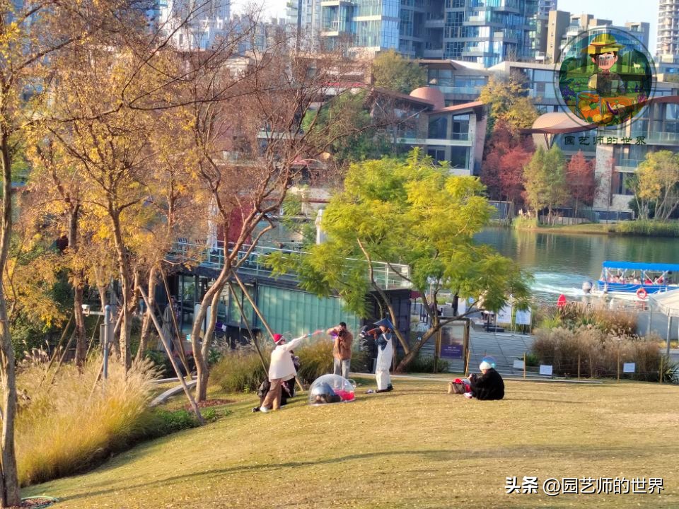 疏林草地的作用,疏林草地效果图