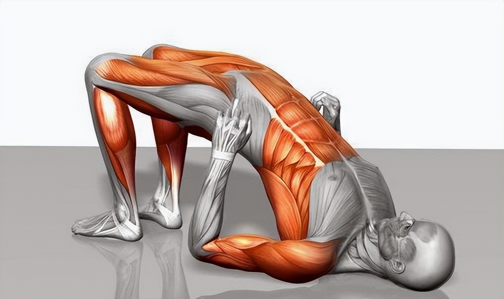 怎么样锻炼腰背部肌肉视频教程,锻炼背部肌肉可以改善腰间盘突出