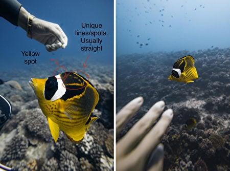 国外美女姐姐海里偶遇一只小鱼，竟引发神奇友谊！网友：前世情人