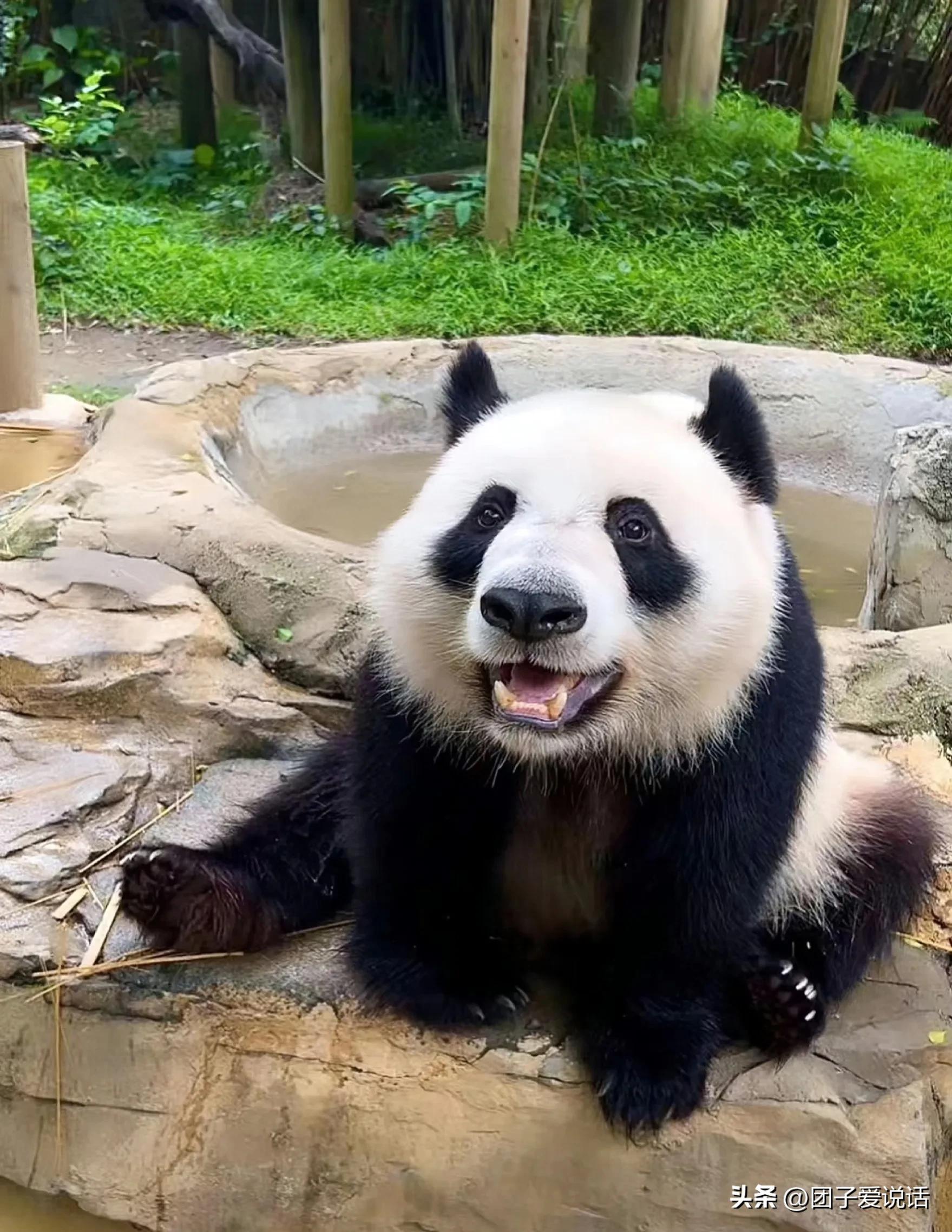 广东广州长隆动物世界看大熊猫,认识成都大熊猫