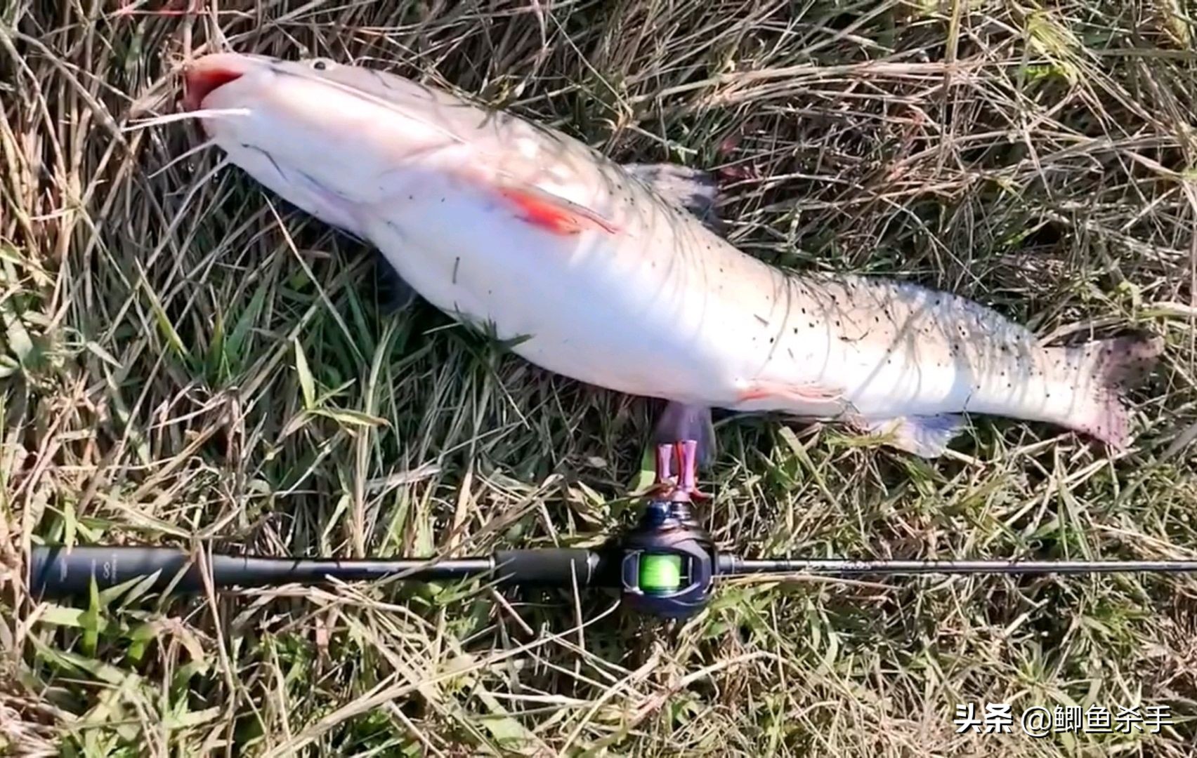 牢底坐穿鱼为什么会被抓,牢底坐穿鱼后续