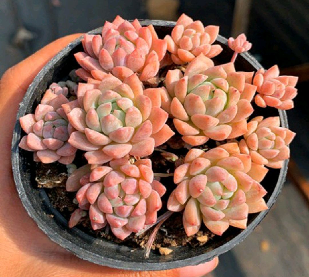 十二卷多肉的品种图鉴,100种多肉植物图片大全