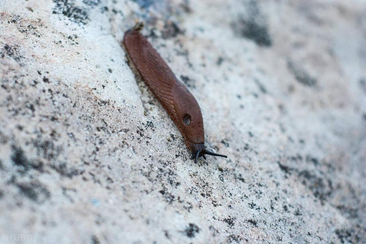 鼻涕虫怎么爬进了屋中,鼻涕虫怎么进到室内的