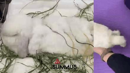 垂耳兔受伤了怎么办,垂耳兔治愈视频