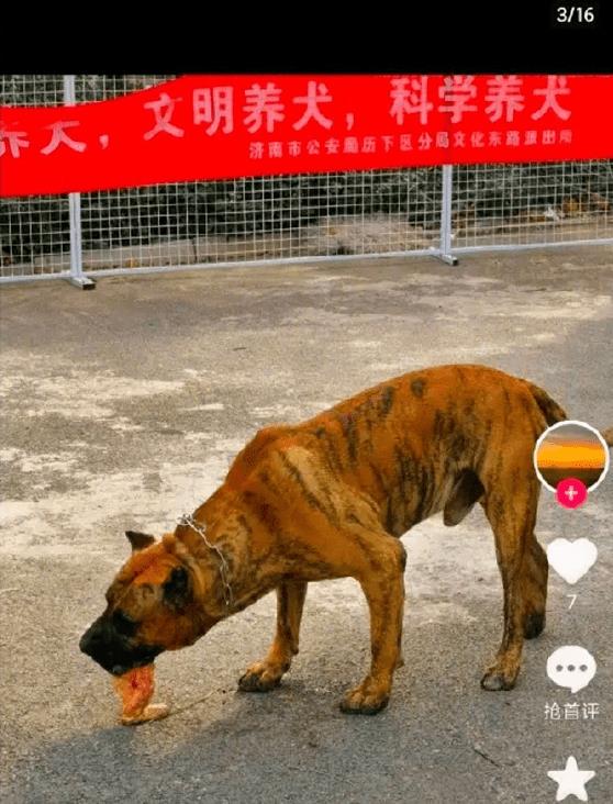 金毛狗狗三兄弟,狗狗三兄弟