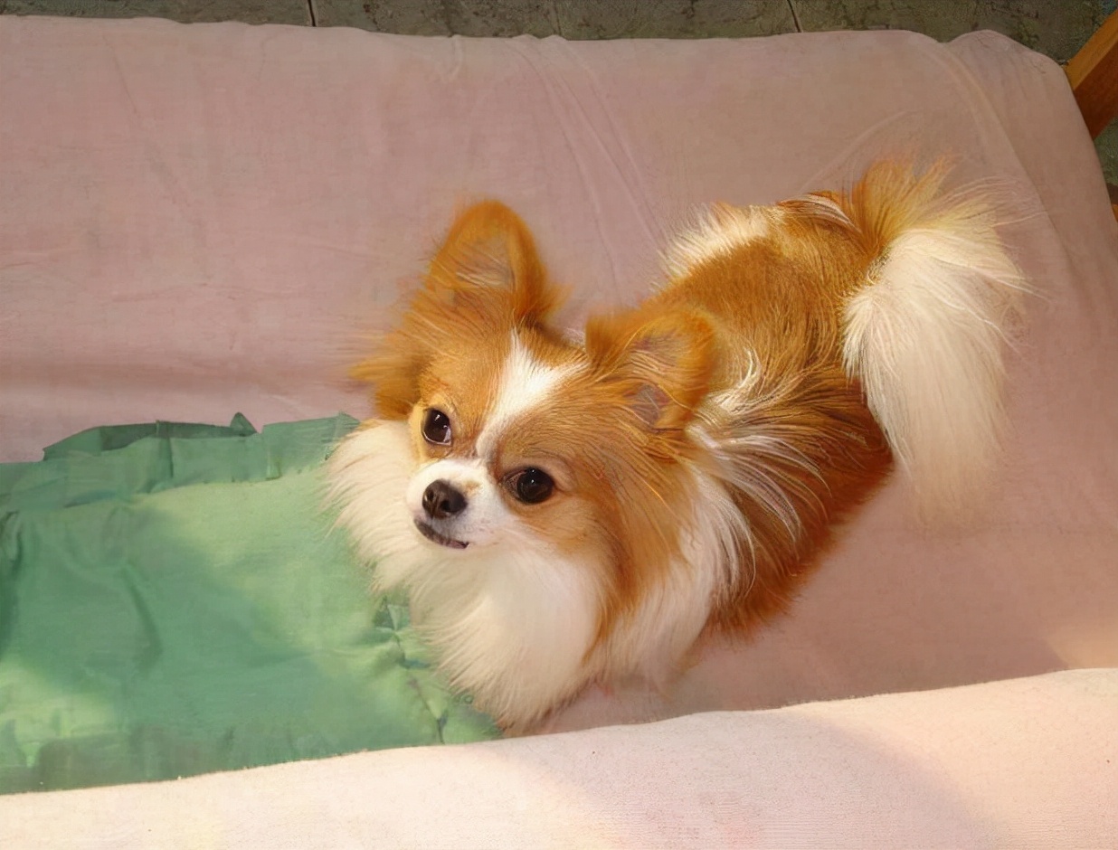 蝴蝶犬的寿命一般多长时间,蝴蝶犬寿命一般能活多少年