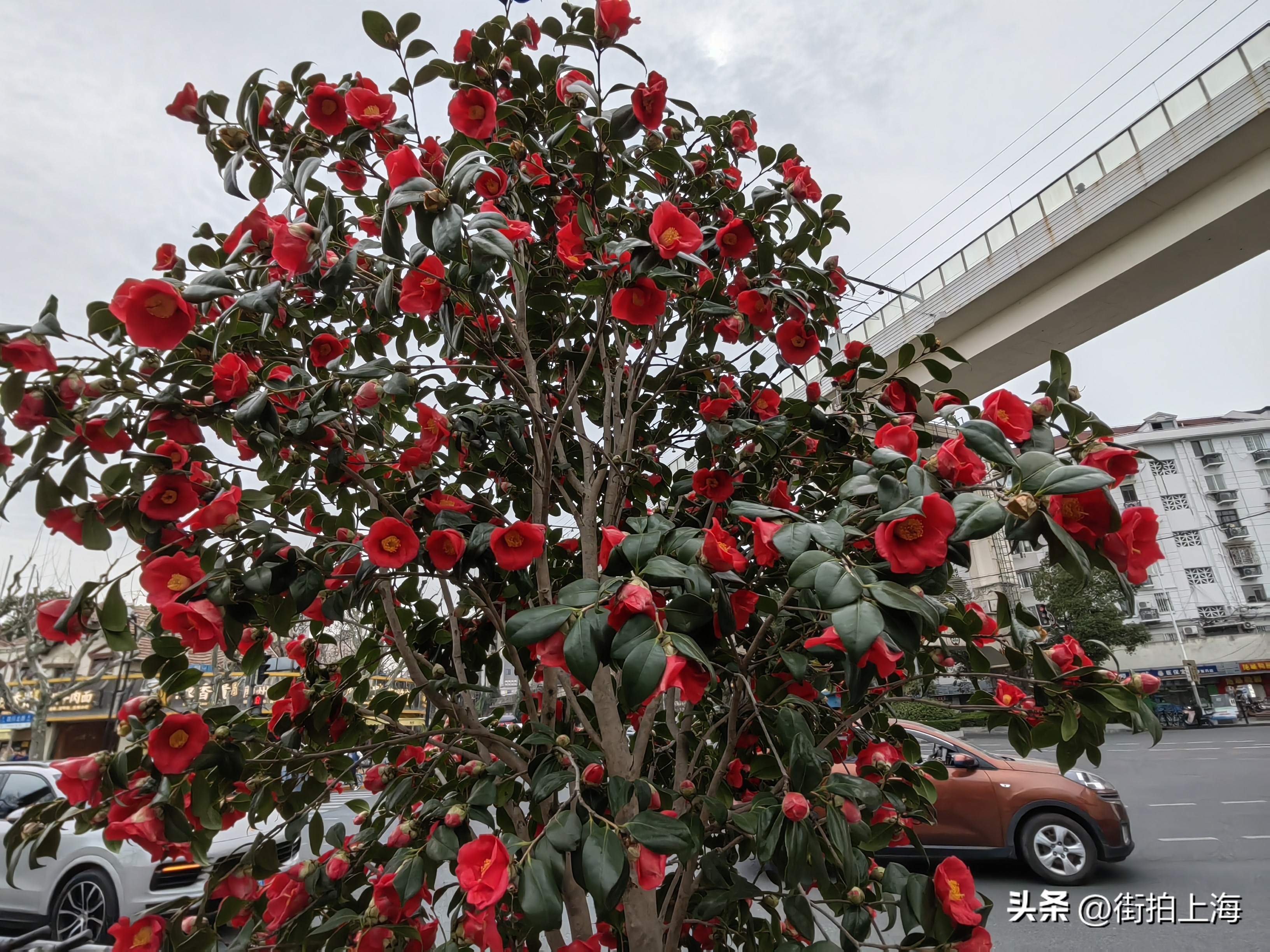 茶花绽放喜迎春,茶花争芳斗艳喜迎春
