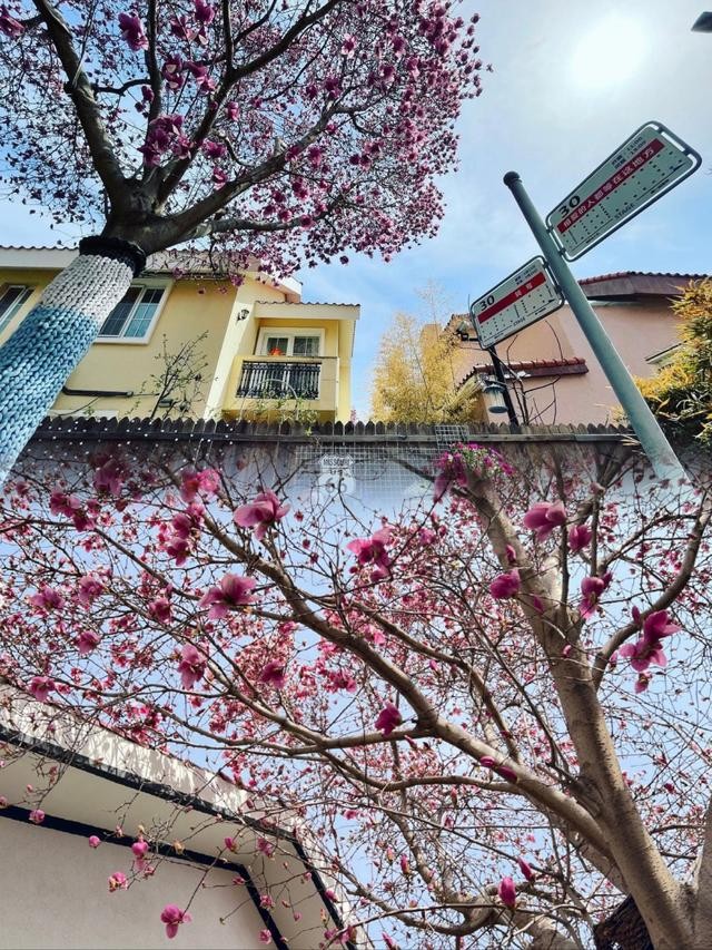 黄雅莉院子视频,黄雅莉在北京的房子