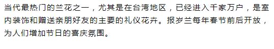 新手盆栽兰花最好选择哪些品种,适合家养的兰花品种有哪些盆栽