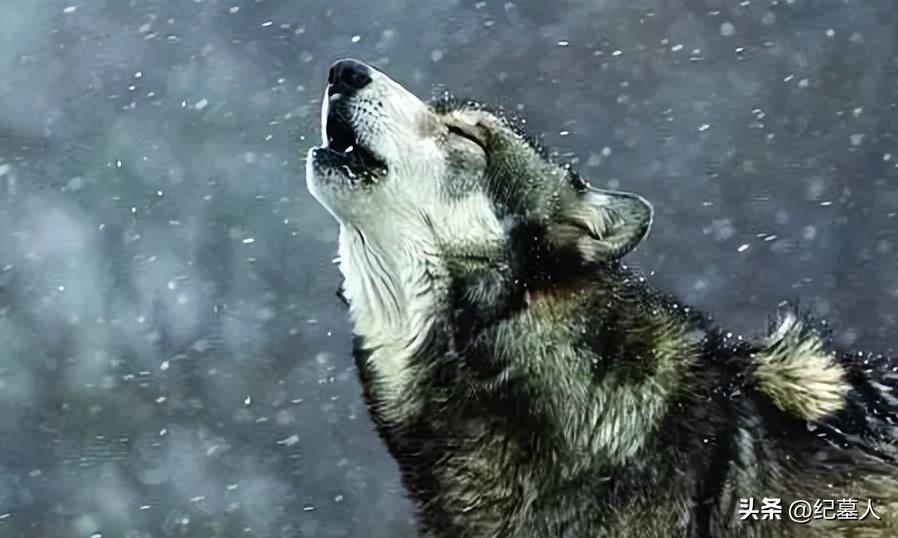 64年勘测队遭遇凶猛狼群，战士心软投喂食物，头狼带群狼前来报恩