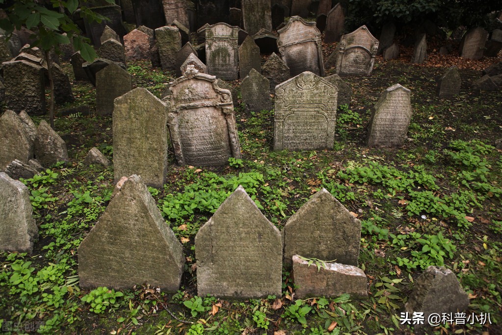 小伙救蛇后多年后蛇报恩,女子救蛇多年后长成巨蛇