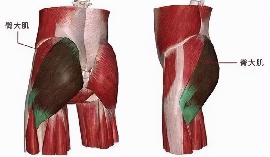 古猿进化成人类的标志,人类的屁股为什么那么大