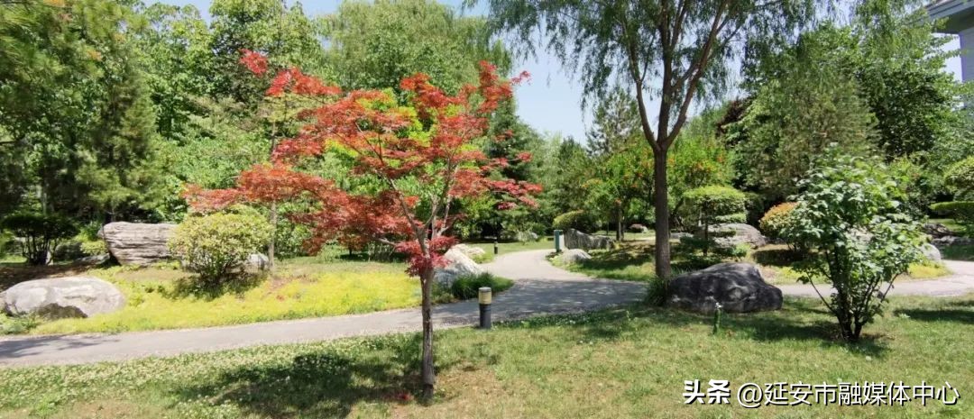 陕西宾馆迎来最佳观花赏景季节,陕西宾馆内景色