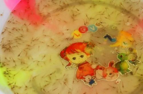 大闸蟹养殖致富路线,自己家如何养殖大闸蟹赚钱