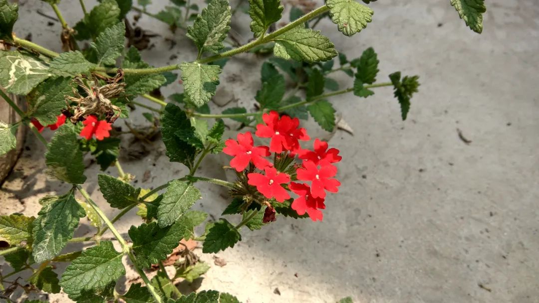 什么草花好看又好养还抗冻,好看又好养的草花名单