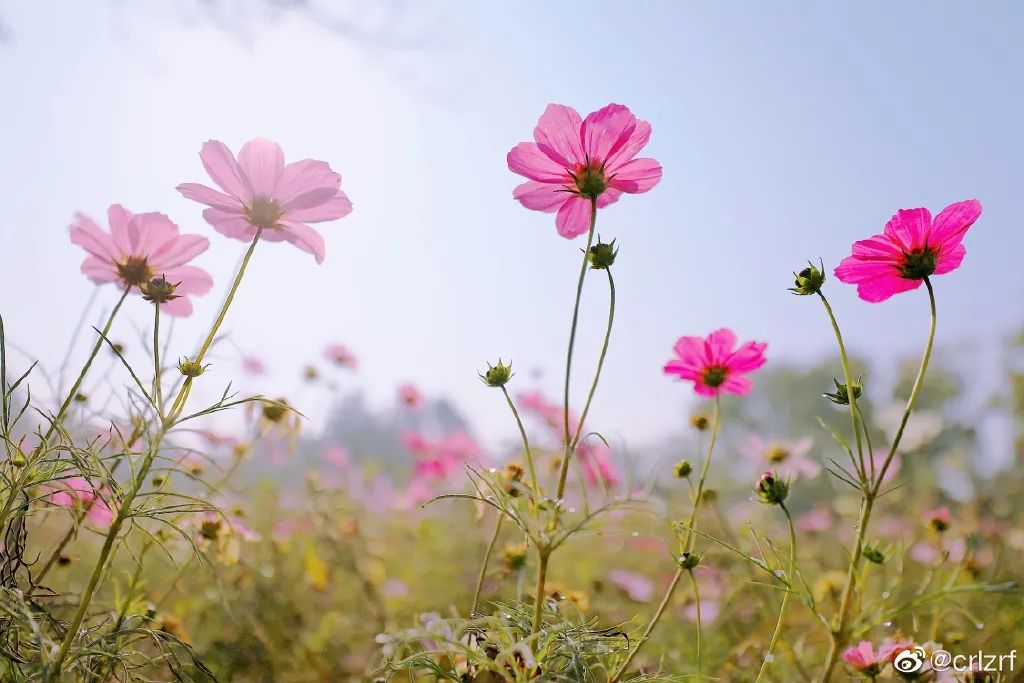 多大事儿！找李医生