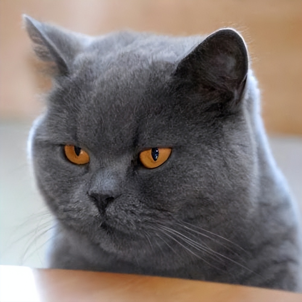 哪种猫比较好养又容易养,建议养的10种猫便宜