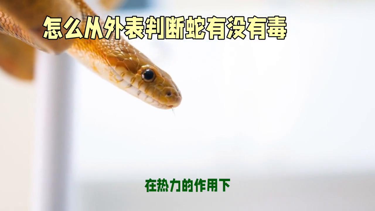 被蛇咬了怎么分辨蛇有毒没有毒,被咬了怎么分辨有毒蛇还是无毒蛇