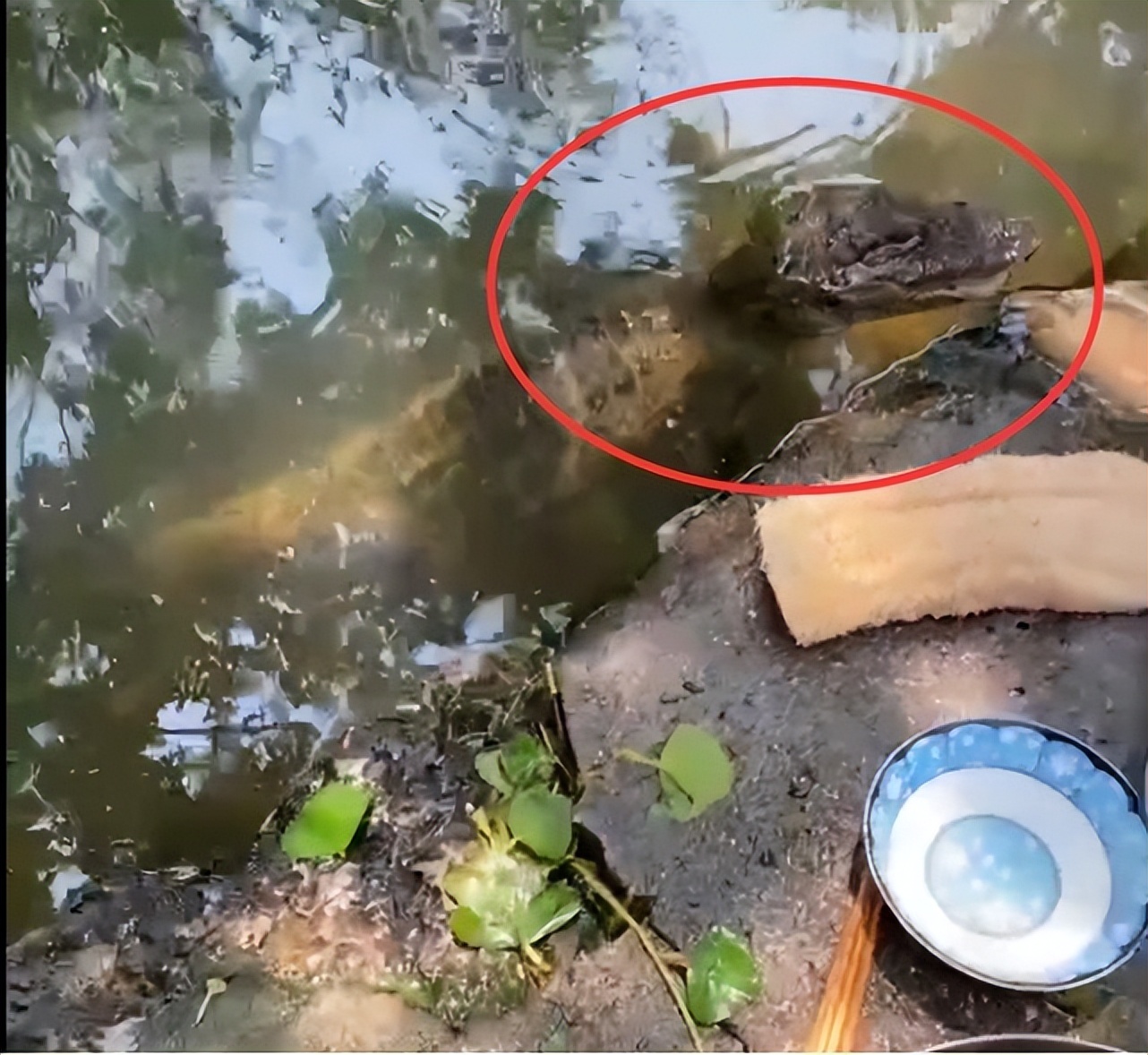 安徽池塘里的扬子鳄,安徽扬子鳄居民每天饮水