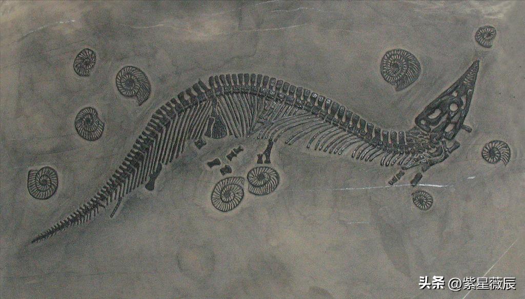 远古时代有什么龙是食肉动物,龙记载的到底是什么生物