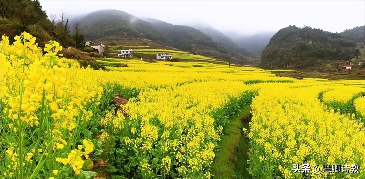 满分作文我的植物朋友三年级,满分作文我的植物朋友300字