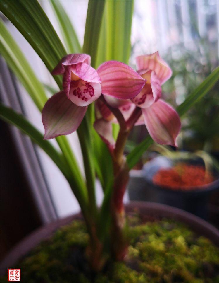 春剑学林荷花剑高度,春剑荷瓣精品欣赏