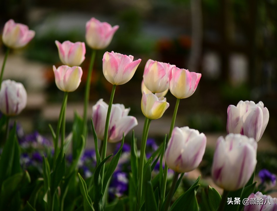 倏然而至的郁金香花季，第一波|园丁