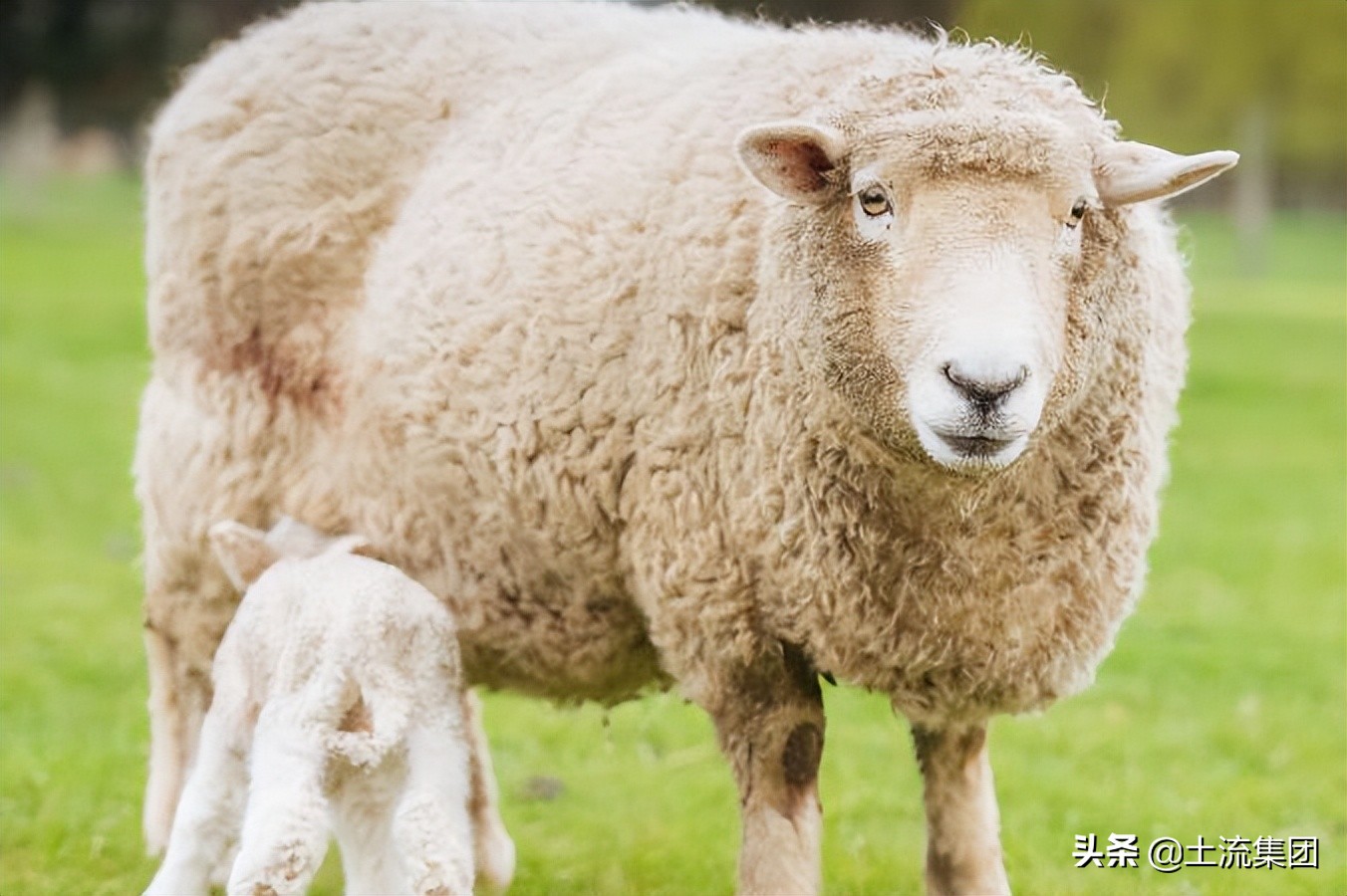 2022养羊补贴,养羊补贴需要达到什么条件