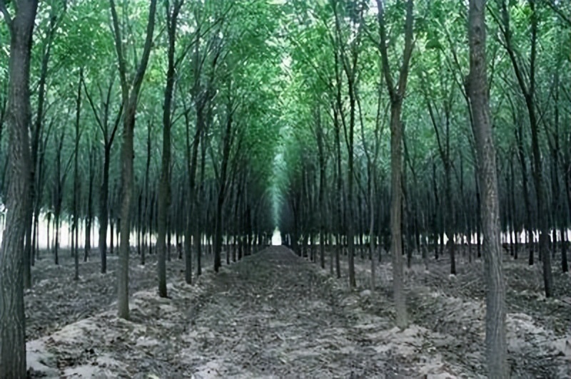 东北巨骗*相贵陈**：与赵本山合作，花182万买手机号，最终锒铛入狱